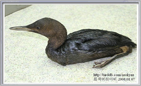 회색머리아비