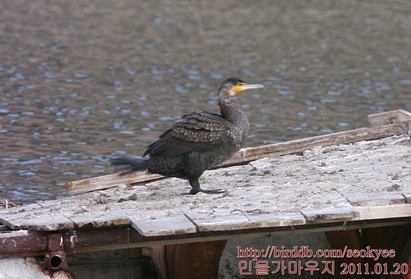 민물가마우지