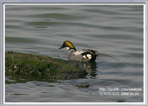 청머리오리