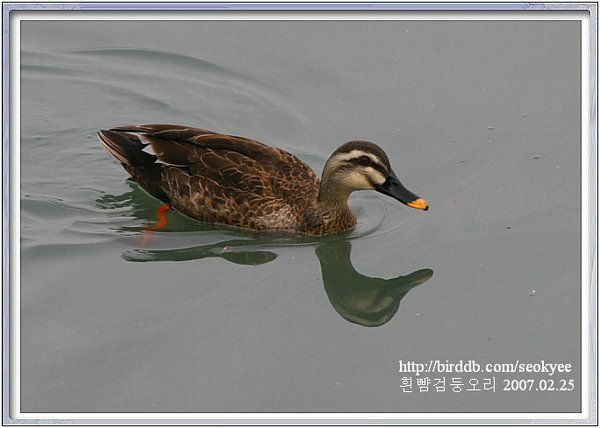 흰뺨검둥오리 비상