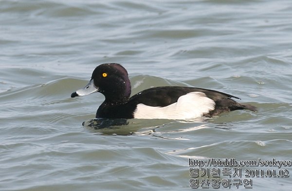 댕기흰죽지