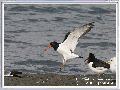 검은머리물떼새의 비상
