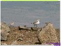 흰물떼새(어미와 유조)