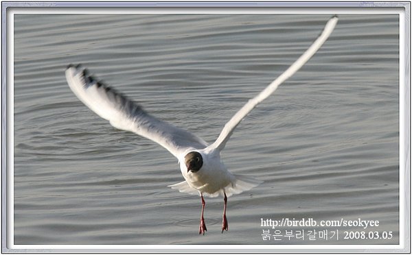 붉은부리갈매기