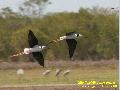 Black-winged Stilt