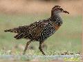 Buff-banded Rail
