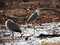 Masked Lapwing
