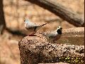 Long-tailed Finch