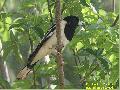 Black-backed Butc...