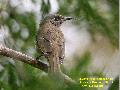 Brown Honeyeater