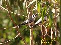 Double-barred Finch