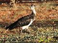 Straw-necked Ibis