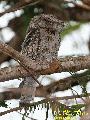 Papuan Frogmouth