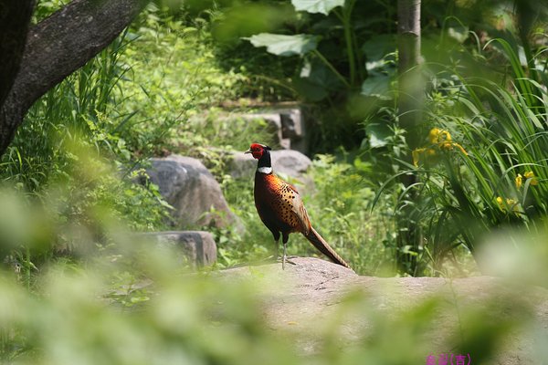 꿩
