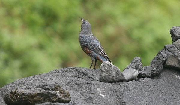 바다직박구리