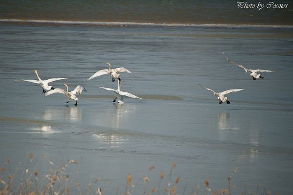 큰고니