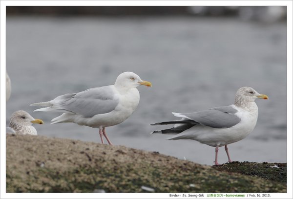 쇠흰갈매기( Larus hyp...