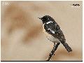 검은딱새
