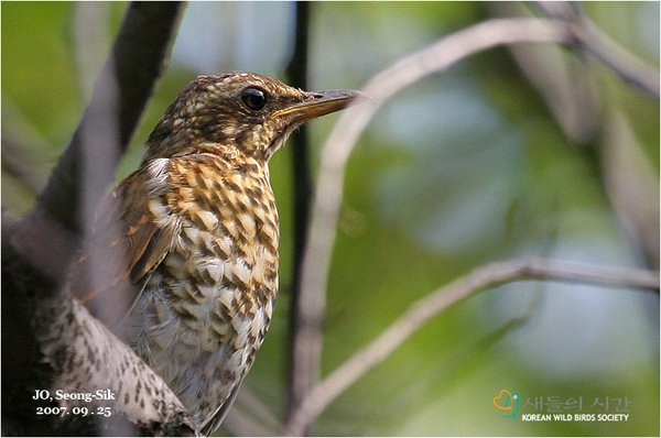 흰눈썹지빠귀 암-미성조