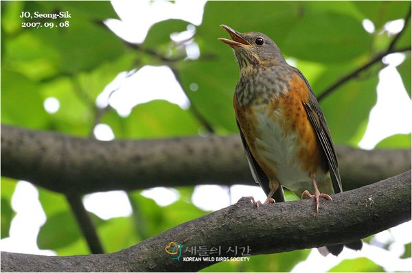 되지빠귀