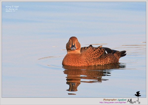 king eider
