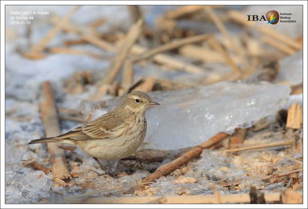 Water pipit