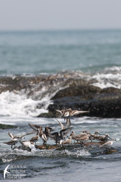 세가락도요
