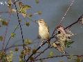 Booted warbler