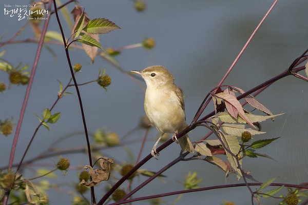 Booted warbler
