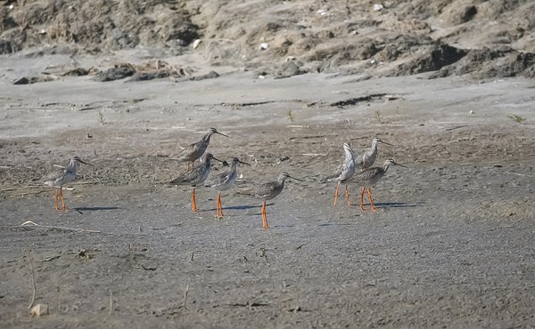 학도요