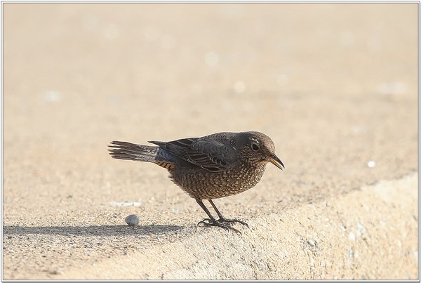 바다직박구리
