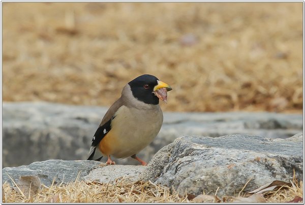 밀화부리