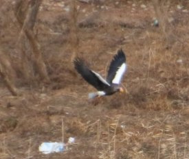 참수리
