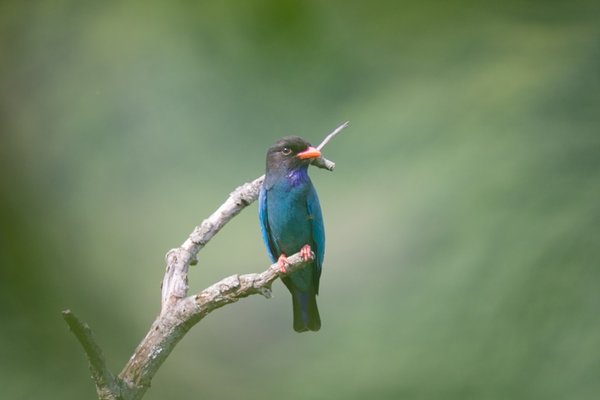 파랑새
