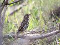 Chinese Song Thrush