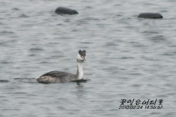 뿔논병아리