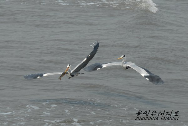 왜가리