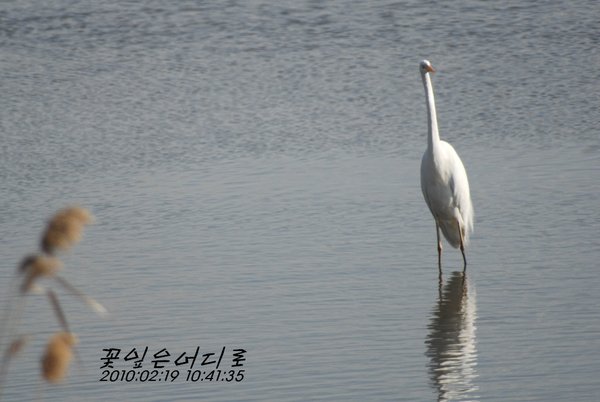 대백로