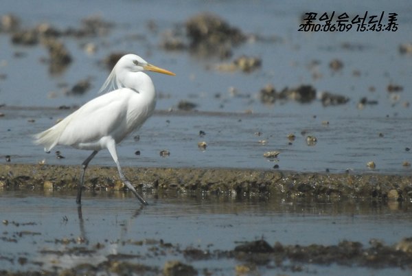 노랑부리백로