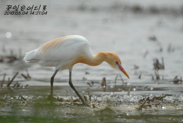 황로