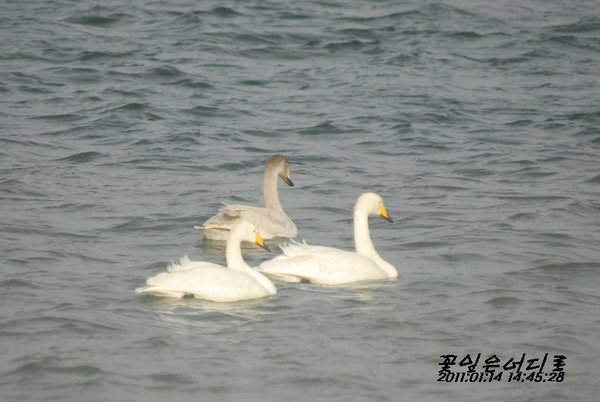큰고니