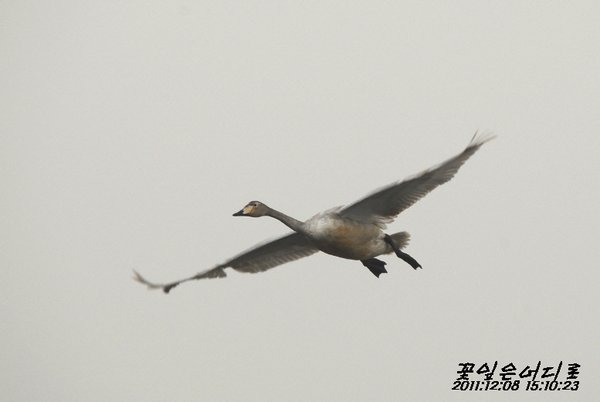 고니