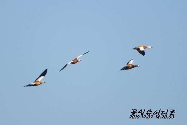 황오리