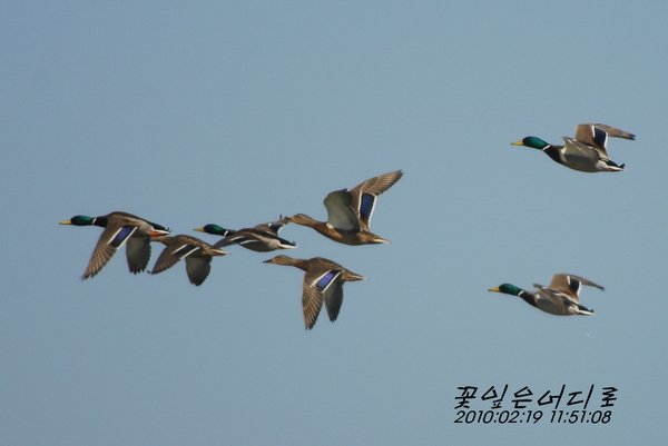 청둥오리