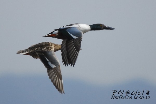 넓적부리