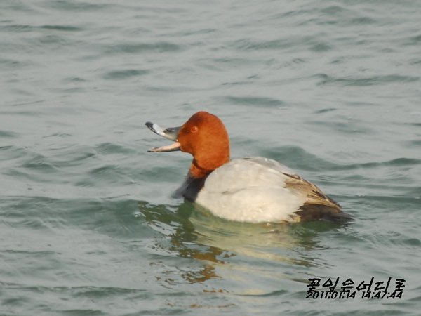 흰죽지