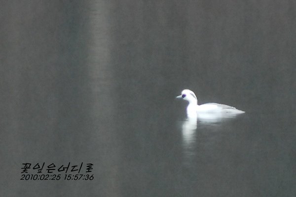 흰비오리