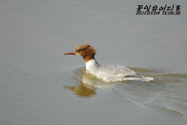 비오리