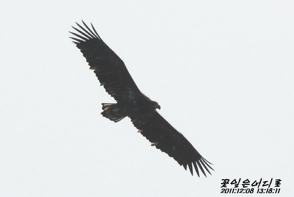 흰꼬리수리