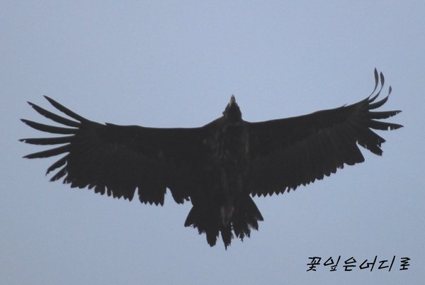 독수리